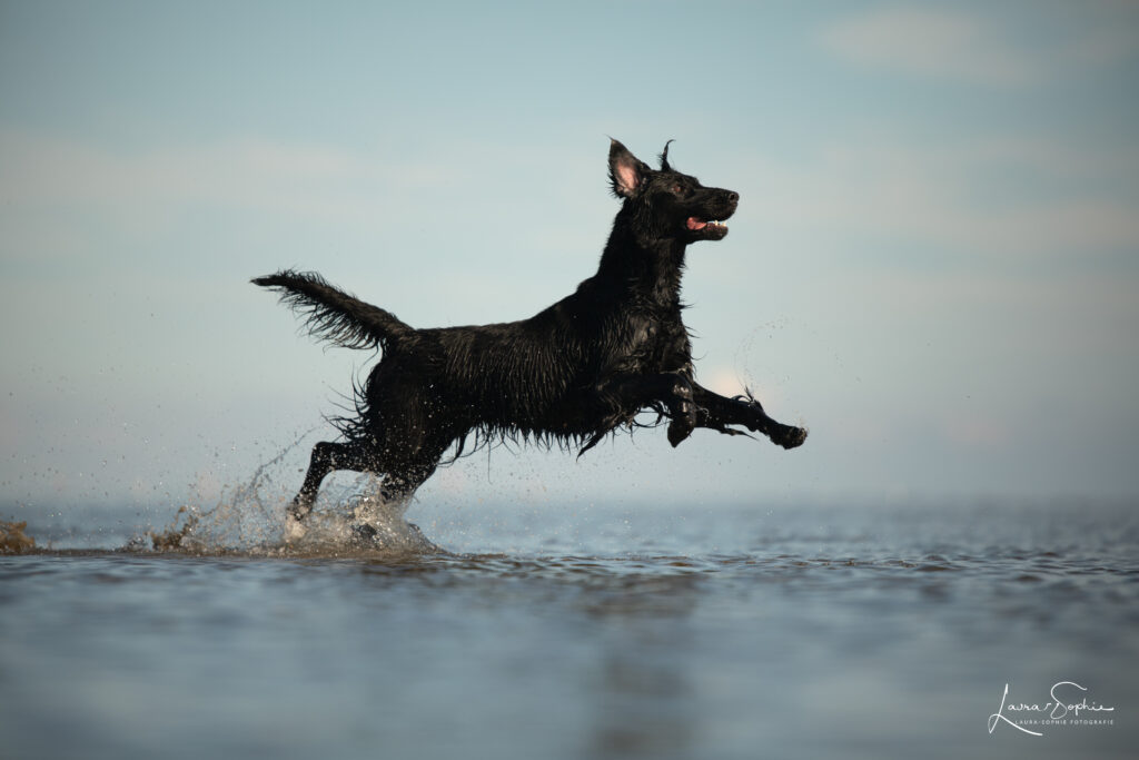 Schwarzer Flat Coated Retriever als sportlicher Familienhund in der Natur.
