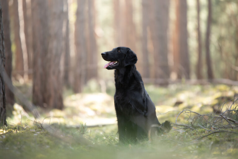 Schwarzer Flat Coated Retriever als sportlicher Familienhund in der Natur.