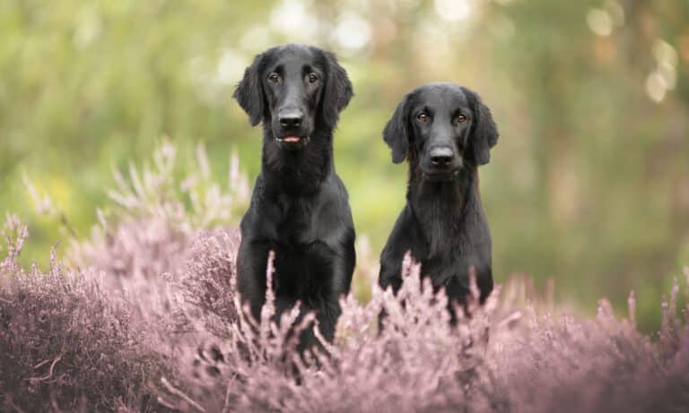 Zwei Flat Coated Retriever mit glänzendem schwarzem Fell in lila blühender Heide