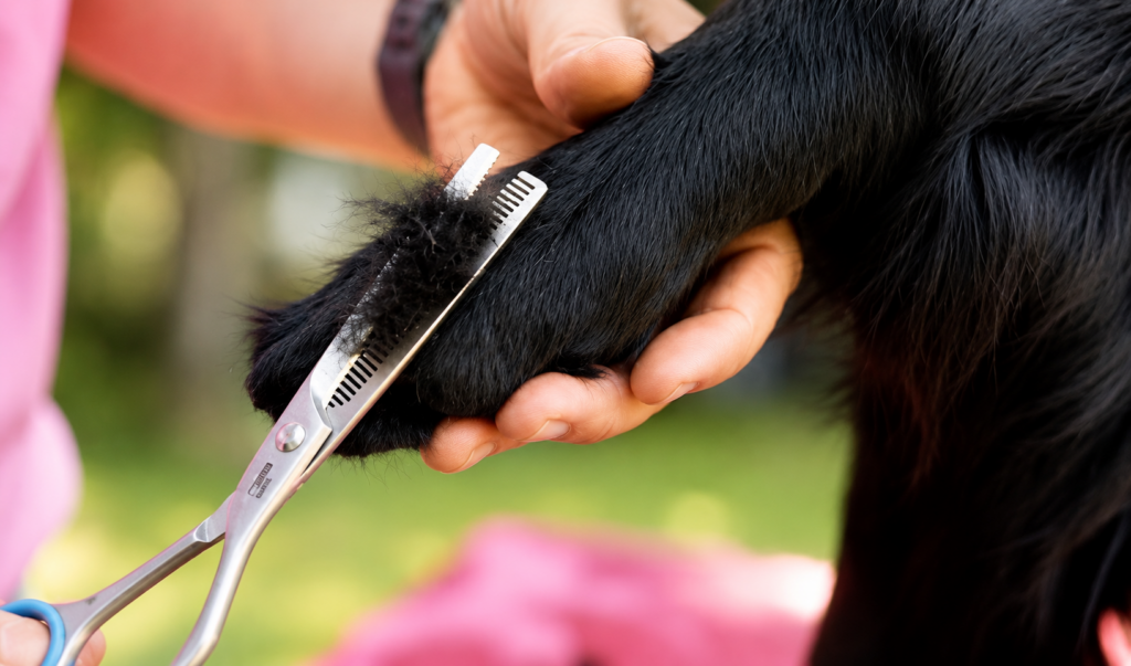 Pfote eines Flat Coated Retriever wird mit einer Effiliermodellierschere getrimmt