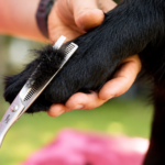 Flat Coated Retriever Pfoten