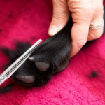 Flat Coated Retriever wird mit einer Effiliermodellierschere getrimmt