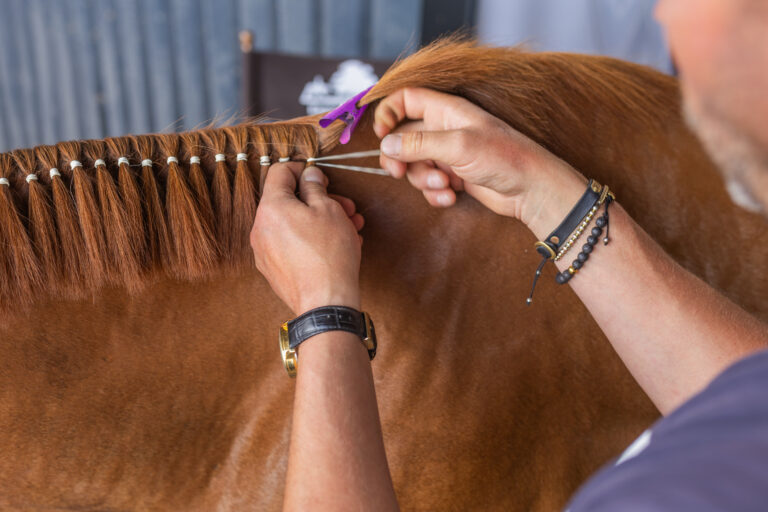 Vorbereitung eines Westernpferds fürs Turnier: Mähne zöpfeln