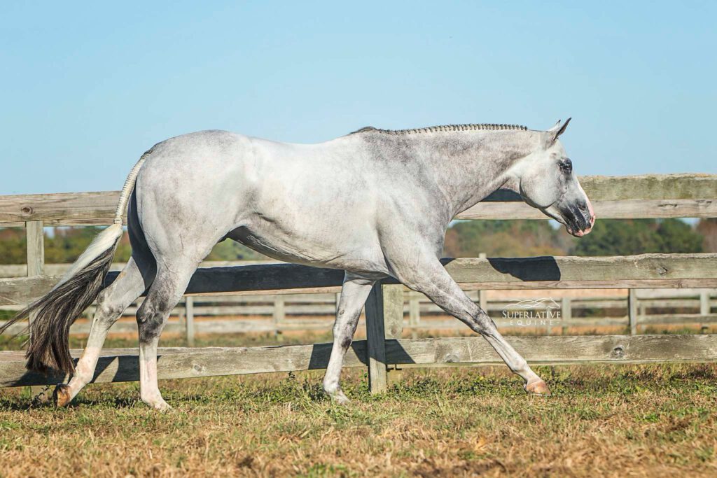 Just Good Vibes, grauer Appendix-Hengst im Jog mit flachem Frontleg