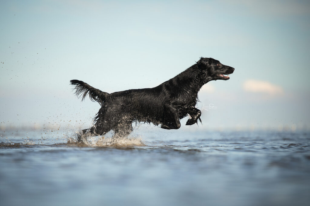 Flat Coated Retriever mit nassem Fell im Wasser – bevor das Fell für die Fellpflege vorbereitet wird