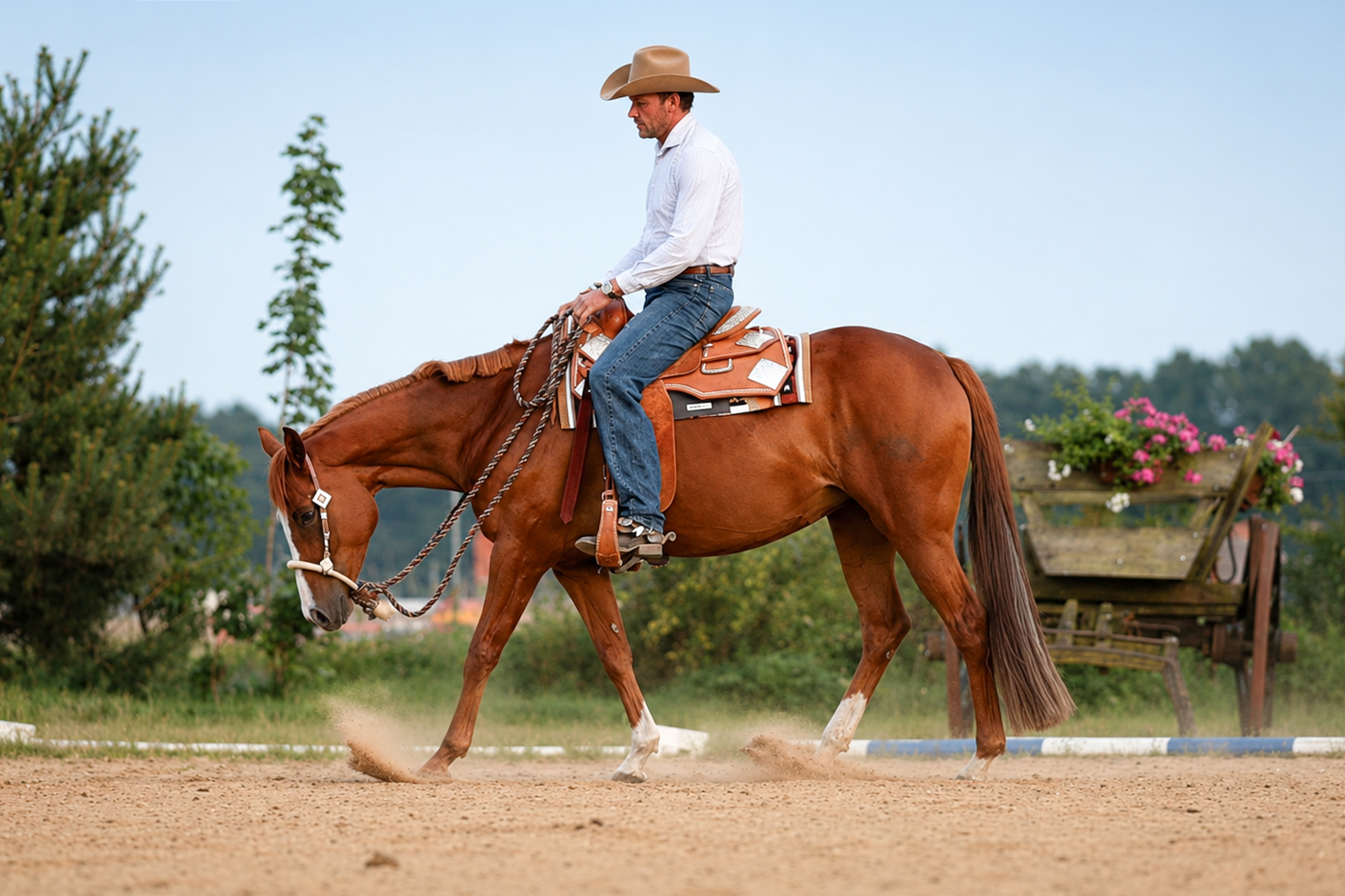 Appendix Quarter Horse