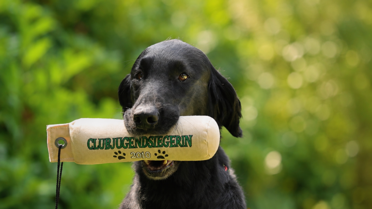 Schwarzer Hund mit Dummy im Maul