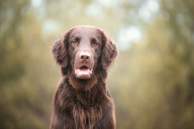 Flat Coated Retriever mit helleren, abgestorbenen Haaren an Ohren und Brust vor dem Trimmen
