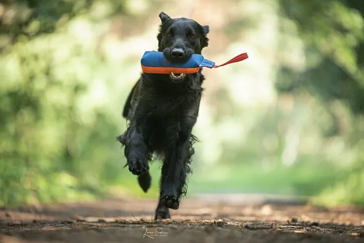 Flat-Coated Retriever Hündin apportiert einen Dummy
