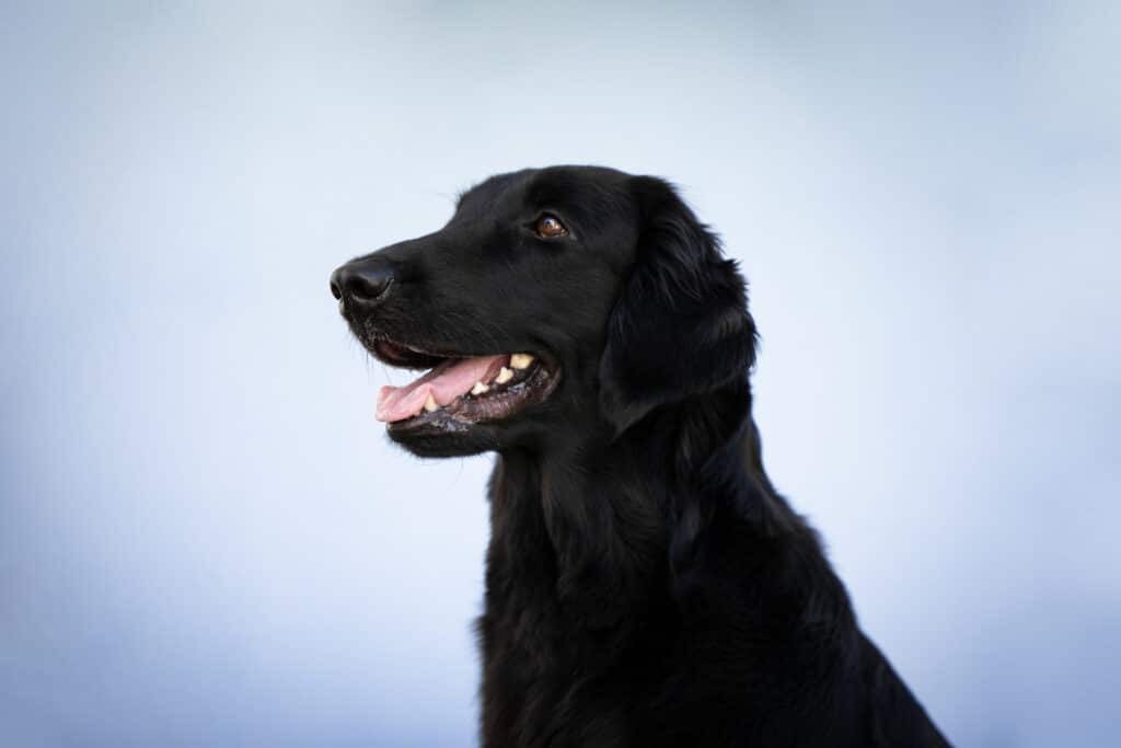 Flat Coated Retriever Hündin
