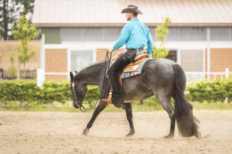 Westernreiten Philipp Dammann