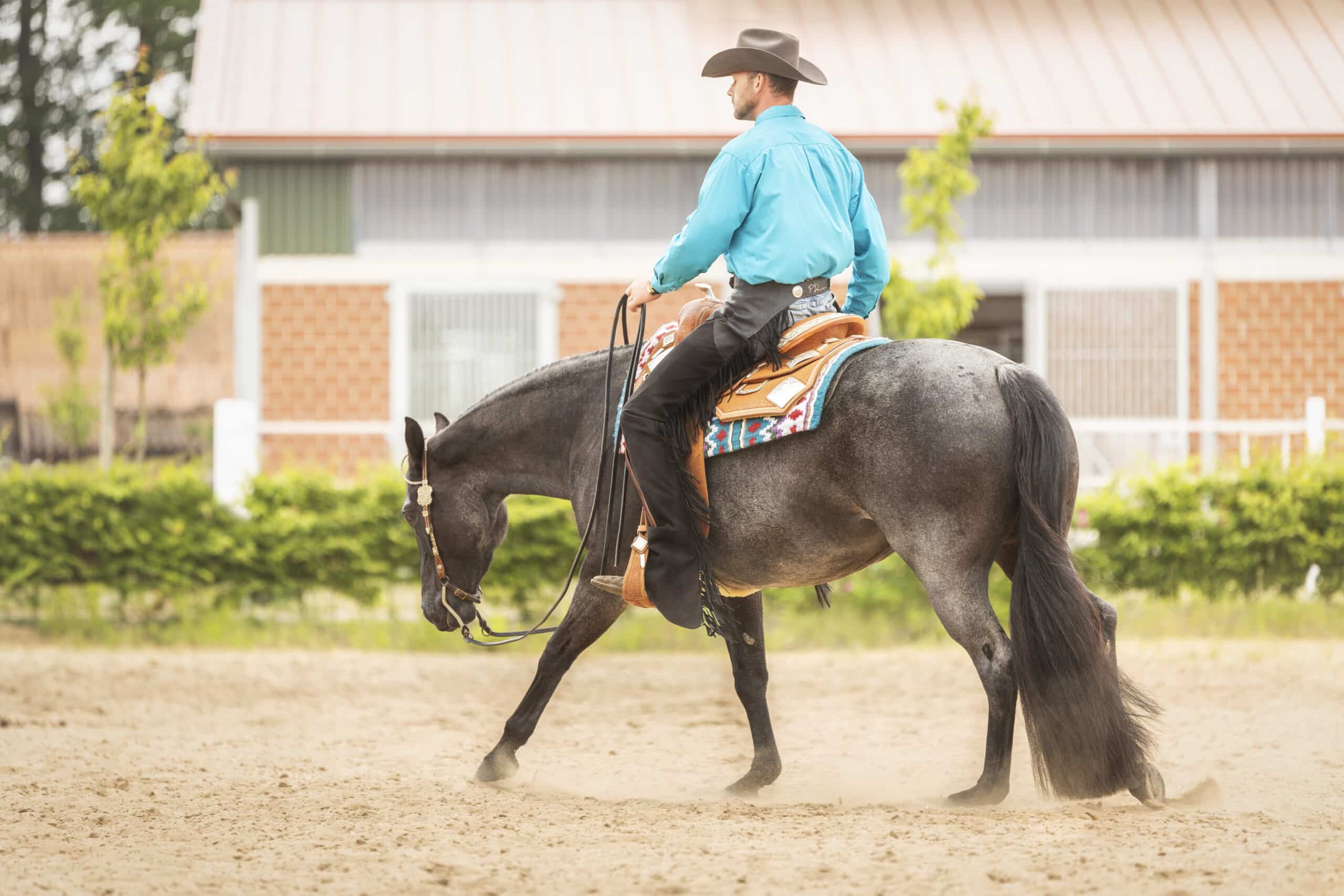 Westernreiten Philipp Dammann