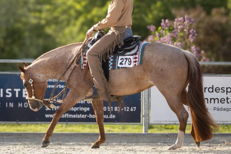 Western Pleasure Lope